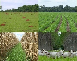 Resultado de imagem para ilpf - integração lavoura-pecuária-floresta